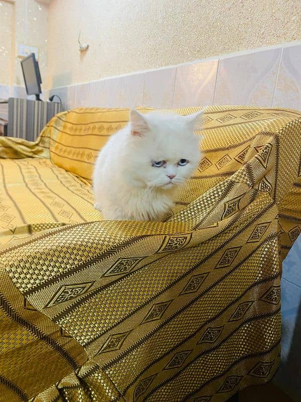 Persian Male cat triple coat 4