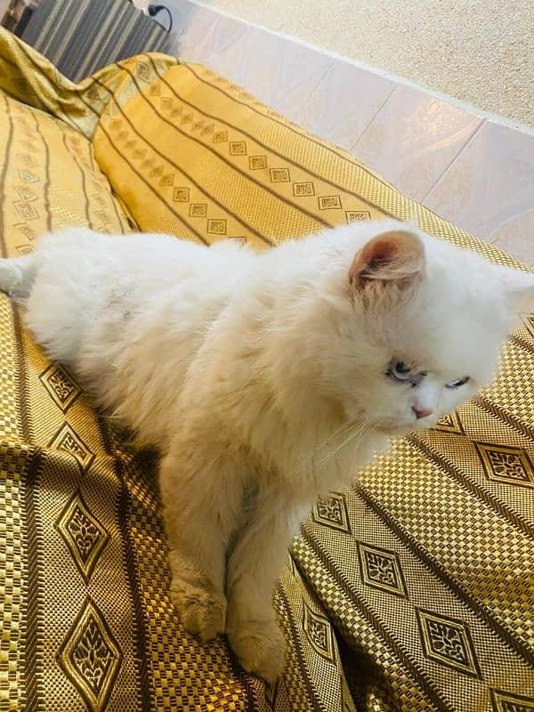 Persian Male cat triple coat 5