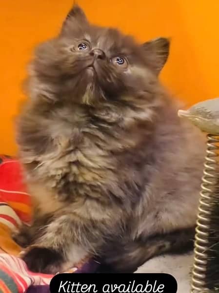 Persian Kitten Available Triple Coated 0