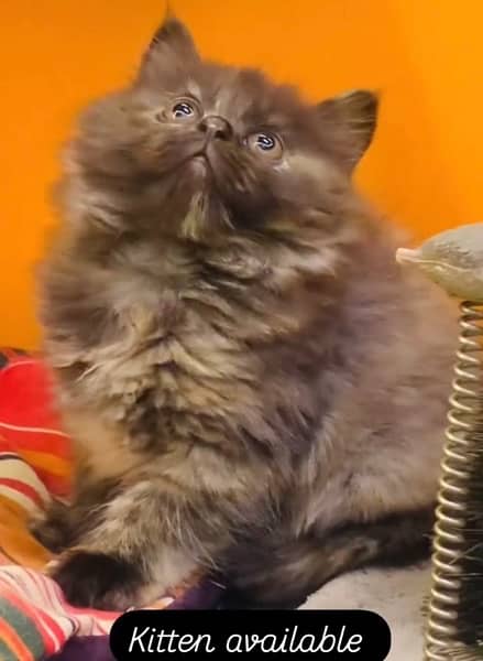 Persian Kitten Available Triple Coated 1