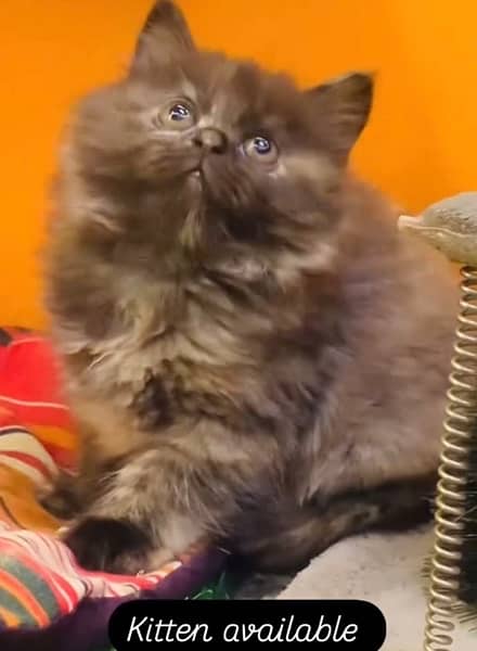 Persian Kitten Available Triple Coated 4