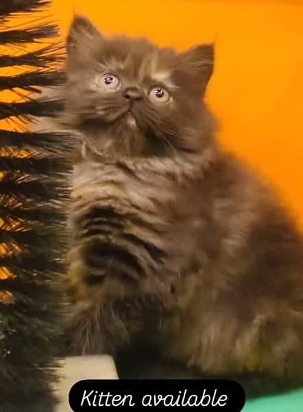 Persian Kitten Available Triple Coated 5