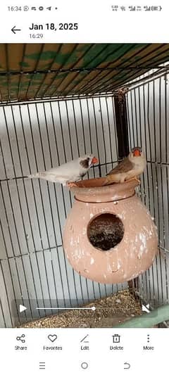 Mutation Finches Pair