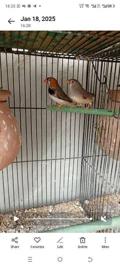 Mutation Finches Pair
