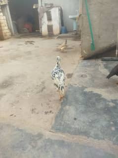 aseel birds for sale