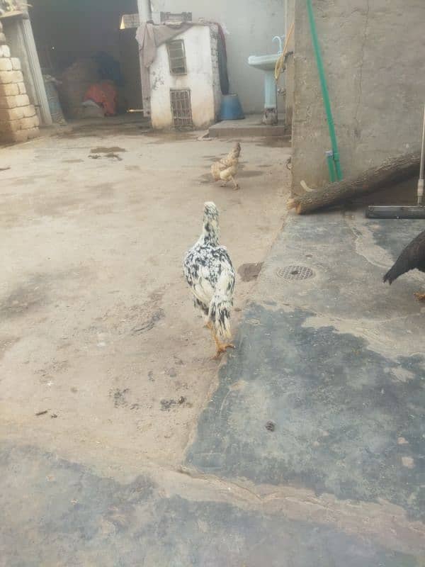 aseel birds for sale 0