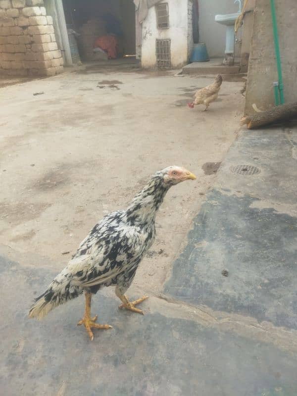 aseel birds for sale 1