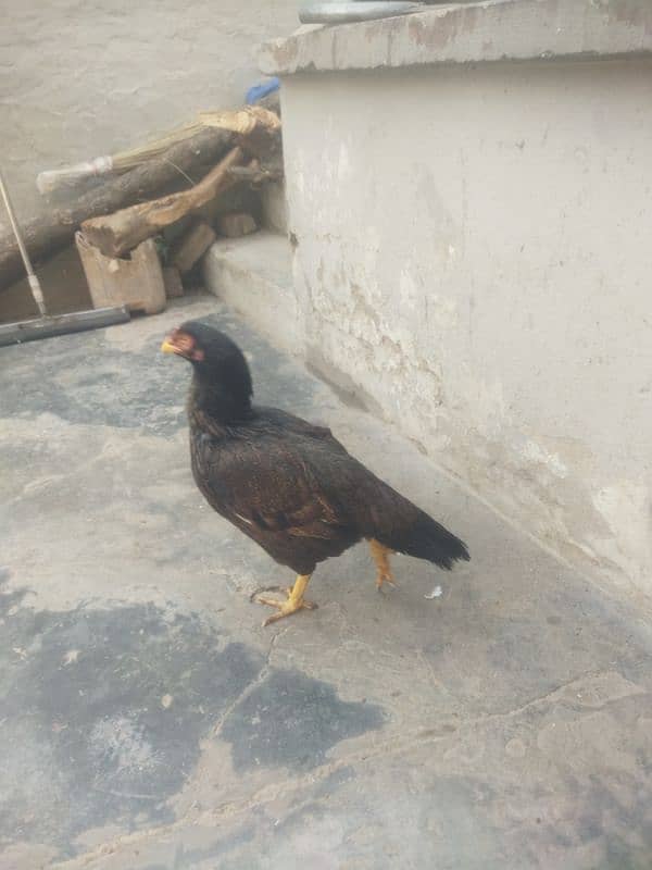 aseel birds for sale 2