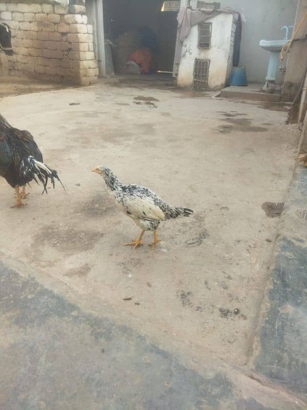 aseel birds for sale 3