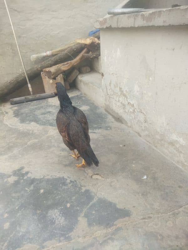 aseel birds for sale 4