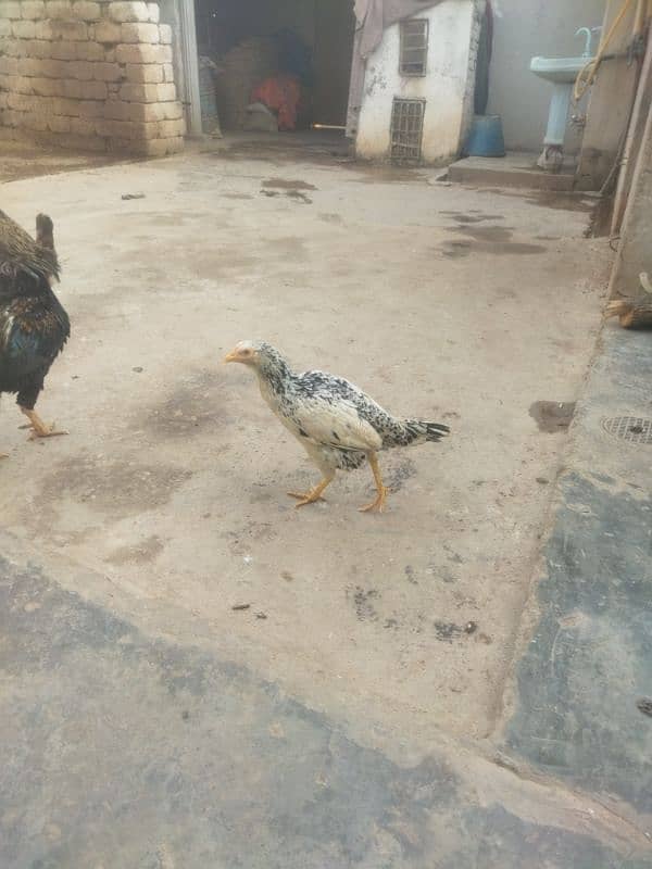 aseel birds for sale 5