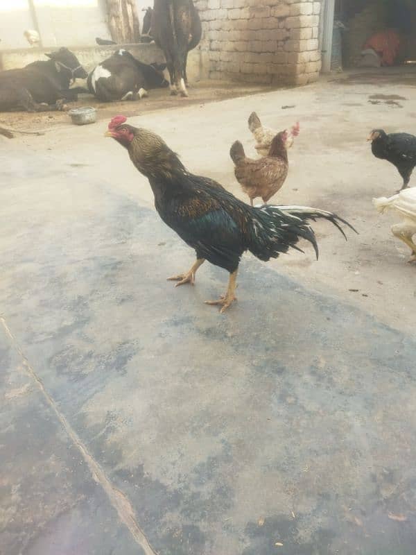 aseel birds for sale 6