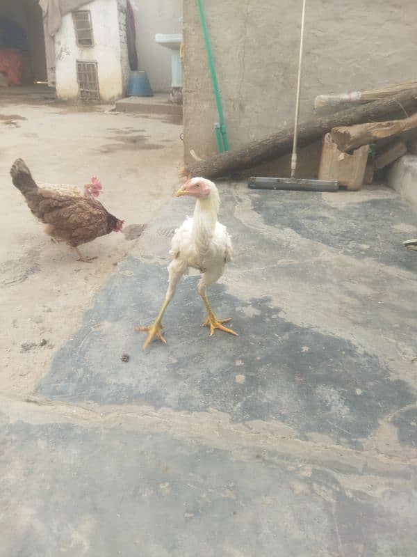 aseel birds for sale 7