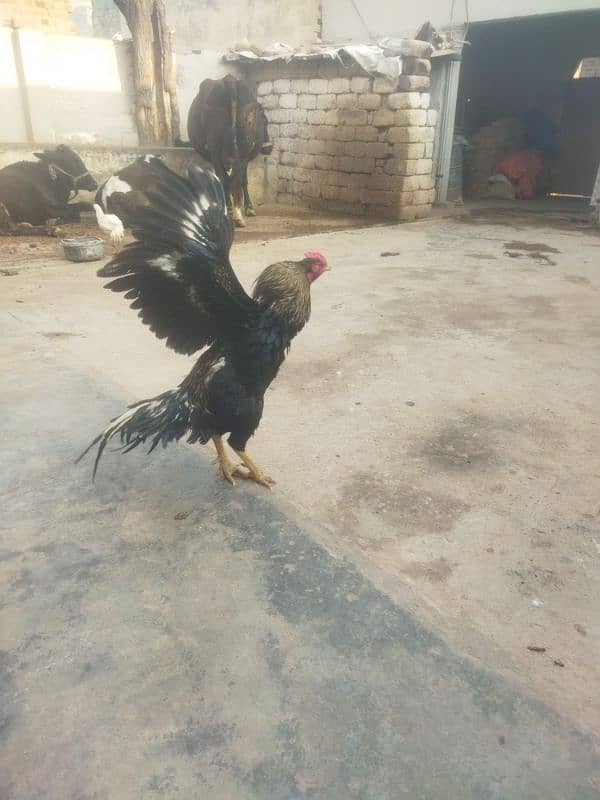 aseel birds for sale 8