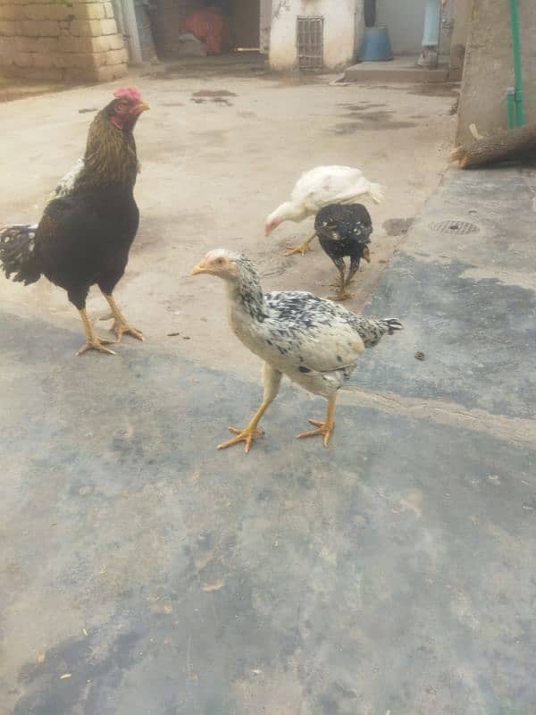 aseel birds for sale 9