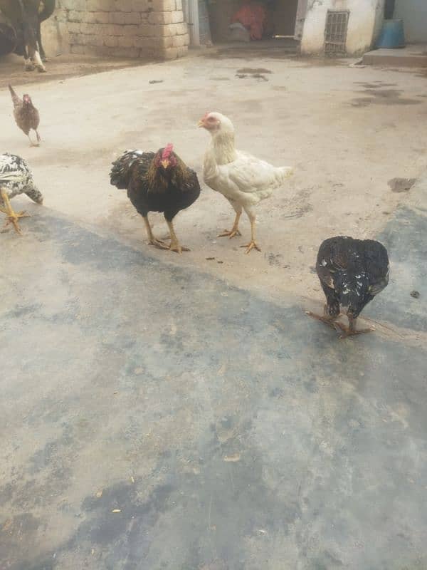 aseel birds for sale 10