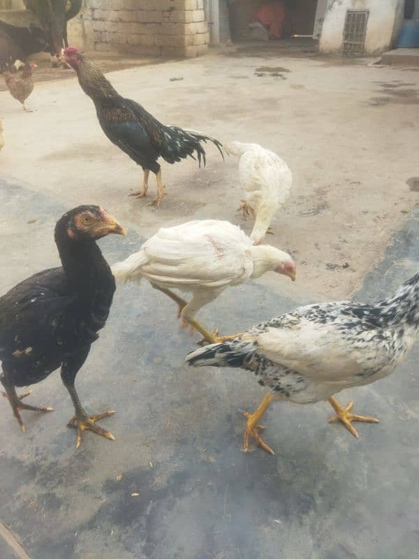 aseel birds for sale 11