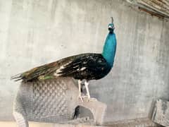 peacock adult pair