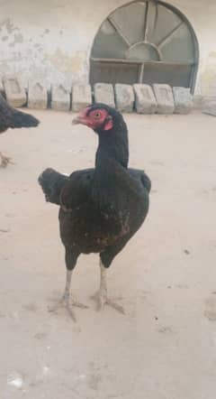 Black aseel hen for sale and hen is also giving eggs