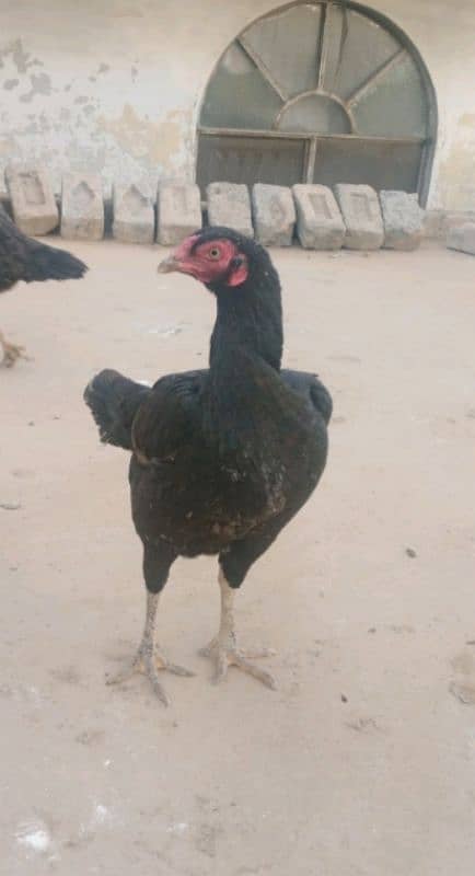 Black aseel hen for sale and hen is also giving eggs 0