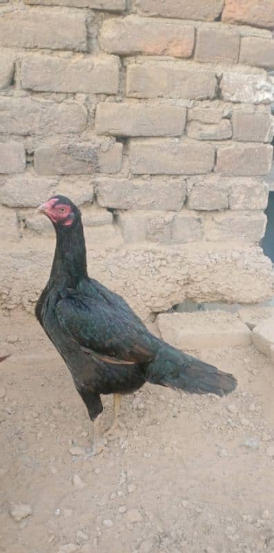 Black aseel hen for sale and hen is also giving eggs 1