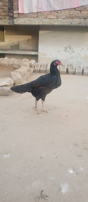 Black aseel hen for sale and hen is also giving eggs 2