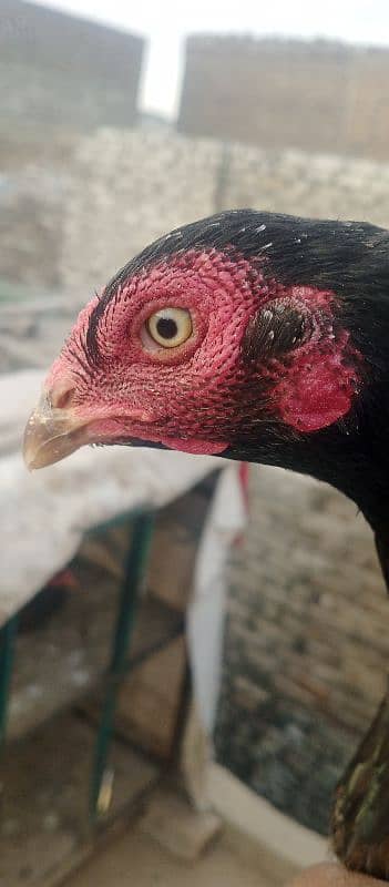 Black aseel hen for sale and hen is also giving eggs 4