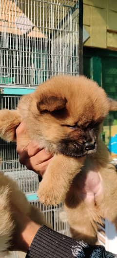 Chow chow Puppy, Puppy, Dog for sale, Dog price