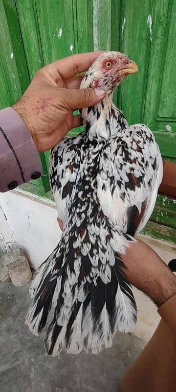 urgent for sale Indian parrot beck eggs havelian city 03709888670 3