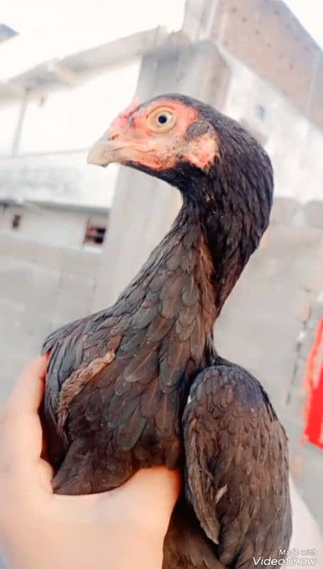 urgent for sale Indian parrot beck eggs havelian city 03709888670 4