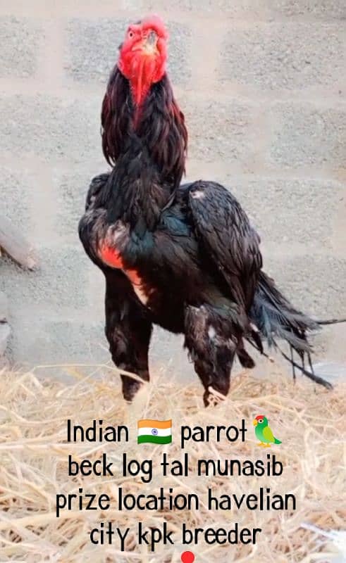 urgent for sale Indian parrot beck eggs havelian city 03709888670 6