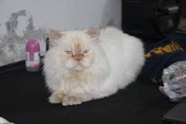 Beautiful Male White Persian Cat Available for Mating