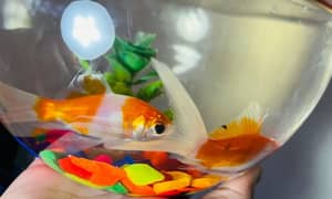 2 Beautiful Golden Fishes with Bowl Aquarium and Food Packet