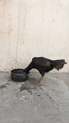 Aseel hen female