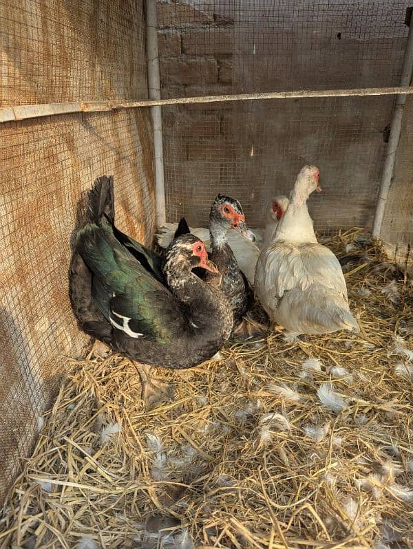 China ducks for sale 1 male 3 females 1