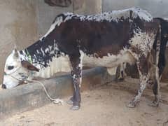 Cholistani Milking Cow