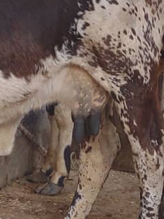 Cholistani Milking Cow