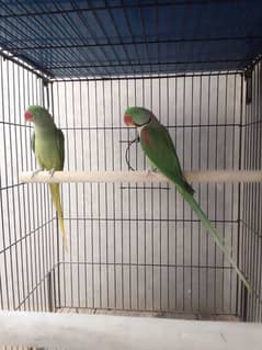 PAHARI BREEDER PAIR.