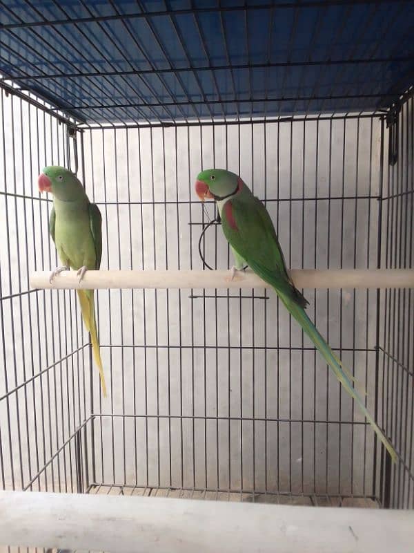 PAHARI BREEDER PAIR. 0