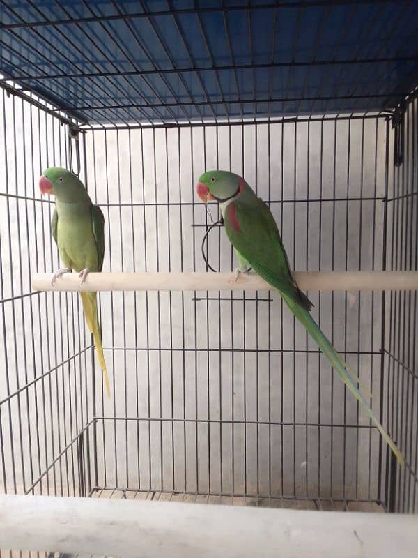 PAHARI BREEDER PAIR. 1