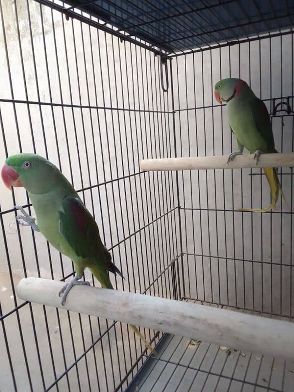 PAHARI BREEDER PAIR. 2