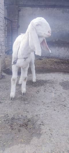 desi goat /ghaban /Bakri /rajanpuri goat / بکری /white goat