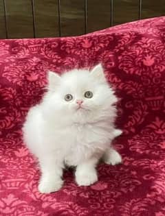 Beautiful persian female kitten for sale