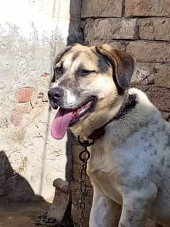 Australia Cattle Dog (Heeler)