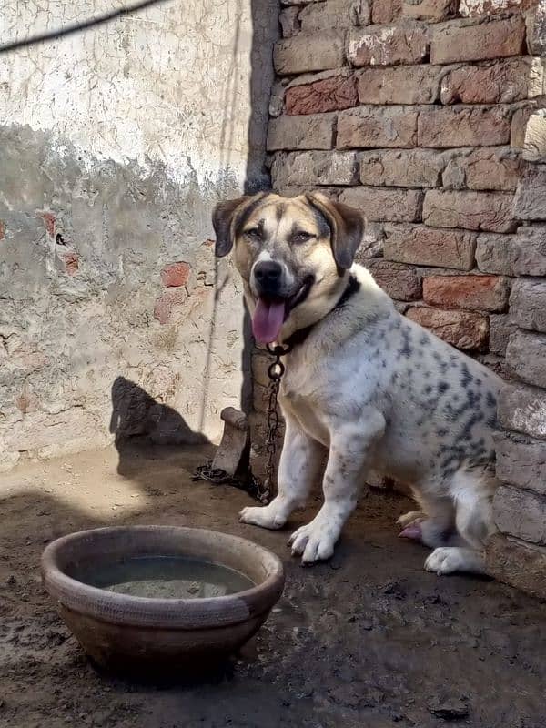 Australia Cattle Dog (Heeler) 1