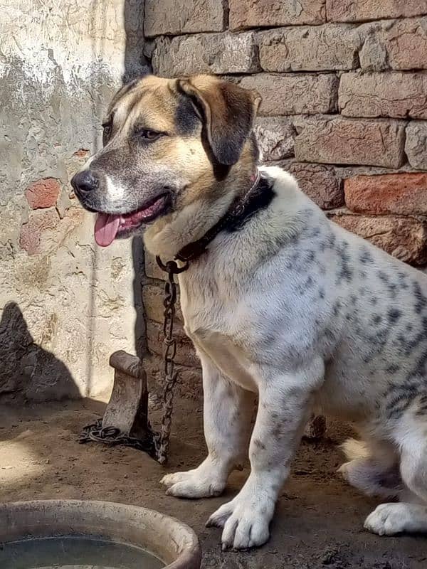 Australia Cattle Dog (Heeler) 3