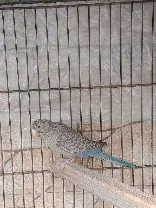 Black face budgie 3