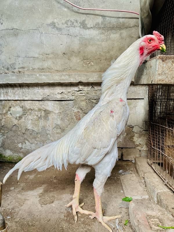 white o shamu male for sale 0/3/2/4/3/3/3/4/1/6/2 0