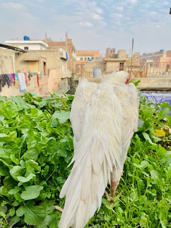 white o shamu male for sale 0/3/2/4/3/3/3/4/1/6/2 3