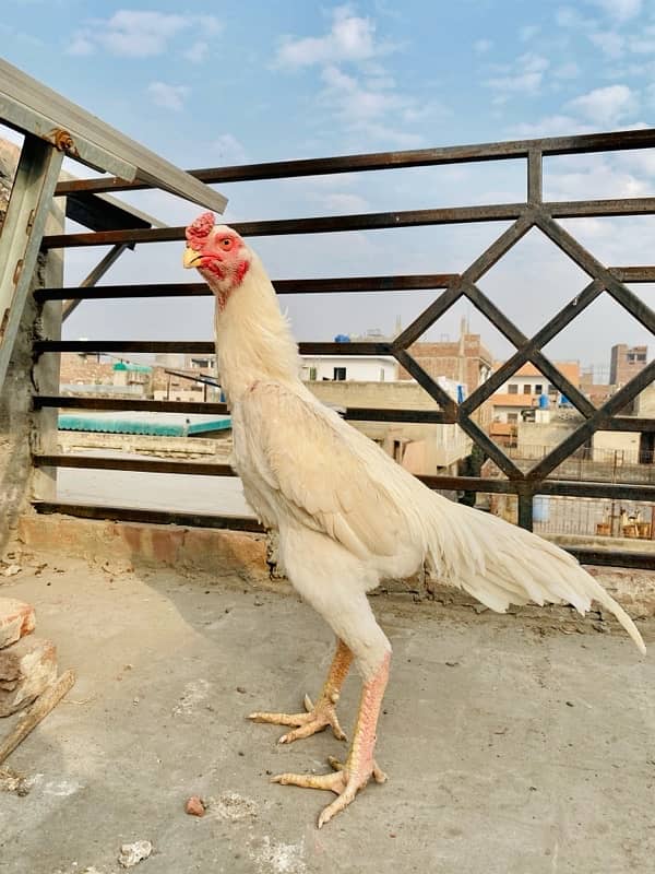 white o shamu male for sale 0/3/2/4/3/3/3/4/1/6/2 4